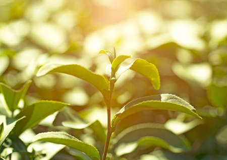 nature tea leaves backgroundの写真素材