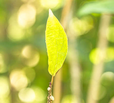 Green leaf background