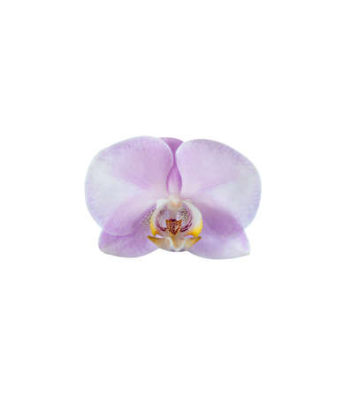   Orchid Flower isolated on white backgroundの写真素材