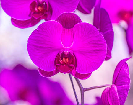  Orchid in outdoor garden