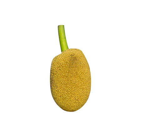 Jackfruit isolated on white background.