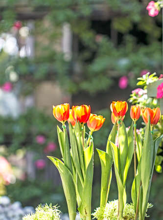 Tulip background blurredの写真素材
