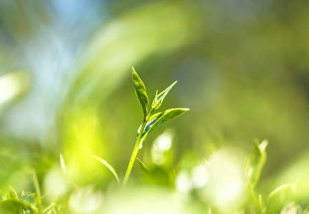 nature Tea leaves backgroundの写真素材