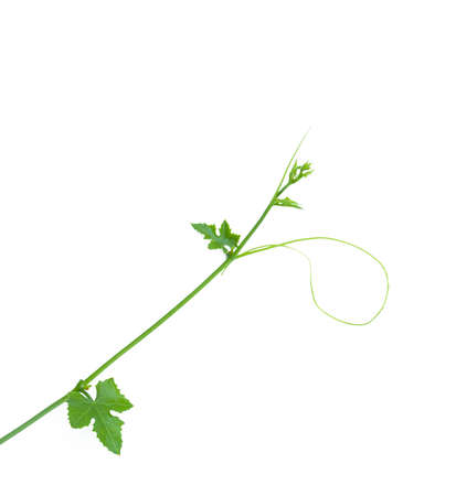 Green leaves isolated on white background.の写真素材