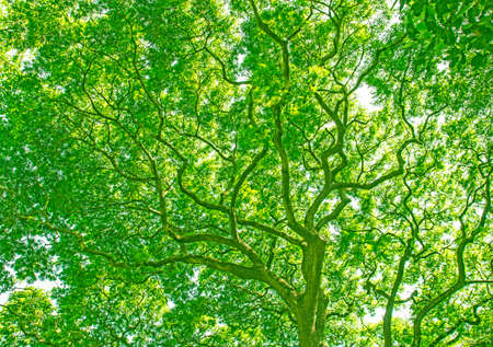 Branches of big trees