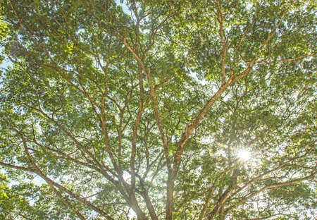 Trees and sun natureの写真素材