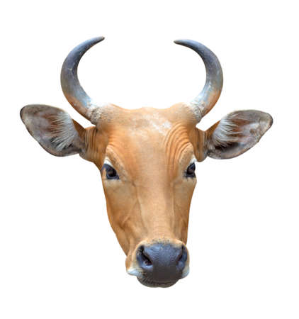 Cow head on a white background.の写真素材
