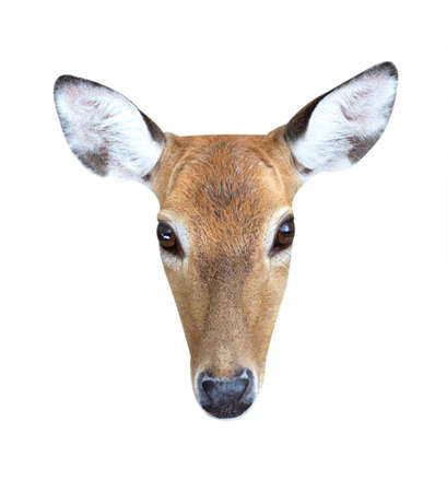 Deer face on white backgroundの写真素材