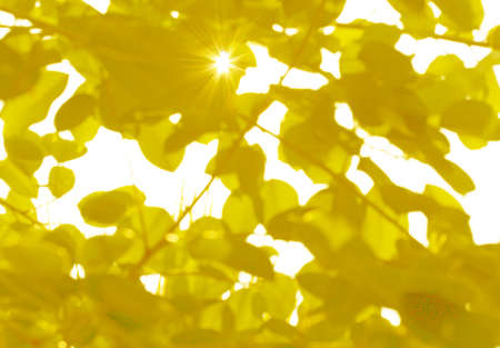 Spring nature background with green tree leaves