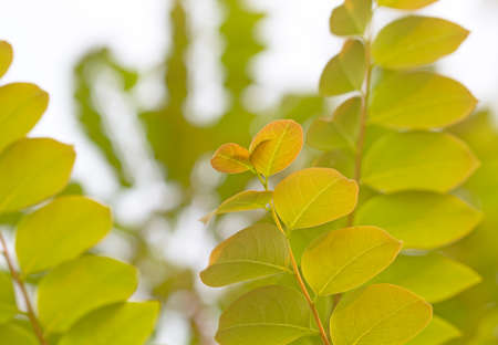Closeup nature view of green leaf on blurred greenery backgroundの写真素材