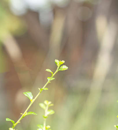 Spring nature background
