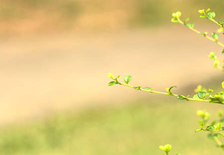 Blurred nature background, tree leaves frame