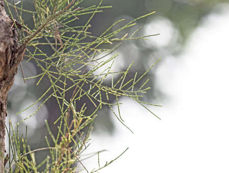 Closeup nature view of green leaf on blurred greenery background