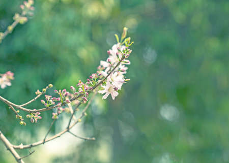 Spring and natural flowersの写真素材