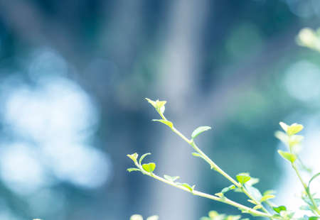 Closeup nature view of green leaf on blurred greenery background