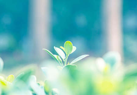 Closeup nature view of green leaf on blurred greenery backgroundの写真素材