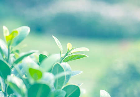 Closeup nature view of green leaf on blurred greenery backgroundの写真素材