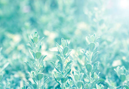 Beautiful natural background frame with fresh juicy greenの写真素材