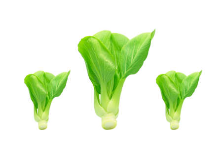 chinese cabbage isolated on white backgroundの写真素材