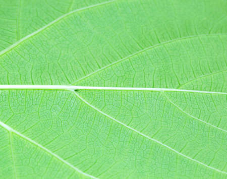nature Green leaf texture  backgroundの写真素材