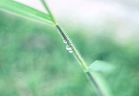 Lush green grass on the grass field with dew drops in the morning. Beautiful artistic images of purity and freshness of natureの写真素材