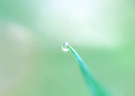 Lush green grass on the grass field with dew drops in the morning. Beautiful artistic images of purity and freshness of natureの写真素材