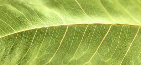 Green leaf surface In beautiful natural sunlight