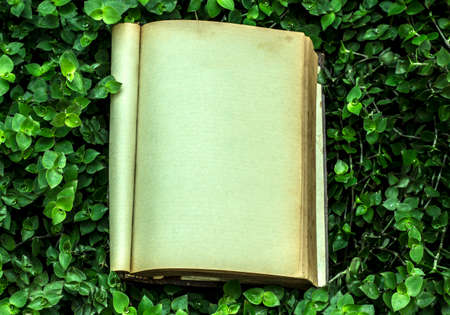Old books and green grass  background