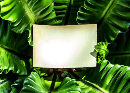 Old books and green grass  background