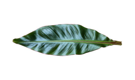 Green banana leaves isolated on a white background