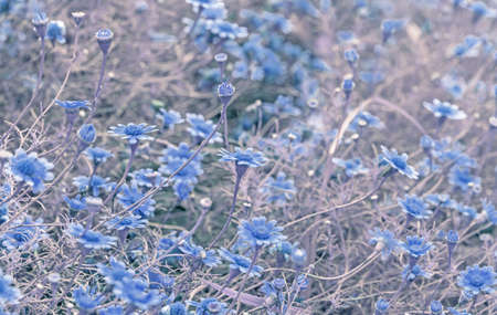 Natural flower fields beautiful landscape abstractの写真素材