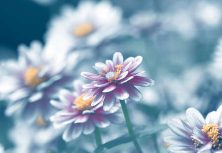 Beautiful floral spring abstract background of natureの写真素材