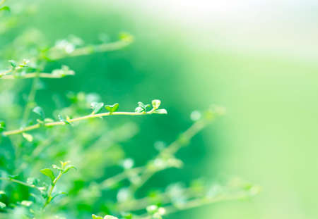 Closeup nature view of green leaf in garden at summer under sunlightの写真素材