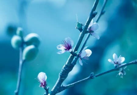 Beautiful floral spring abstract background of nature. Branches of blossoming apricot macro with soft focus on gentle light blue sky backgroundの写真素材