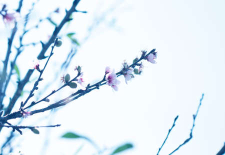 Beautiful floral spring abstract background of nature. Branches of blossoming apricot macro with soft focus on gentle light blue sky backgroundの写真素材