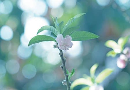Cherry blossoms background bokeh blueの写真素材
