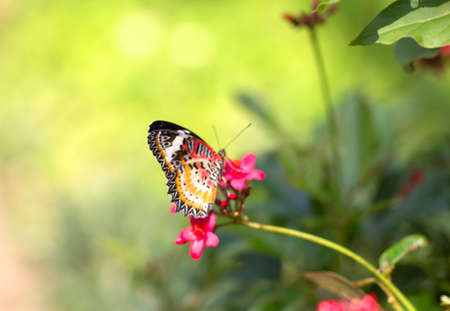 Monarch butterfly seeking nectar on a flower background nature