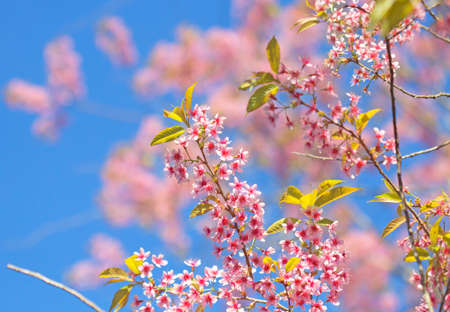 Sakura flowers blooming blossom blur background bokeh