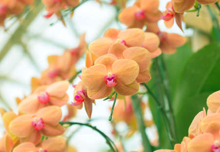 Orchid Bokeh Background natural beautifulの写真素材