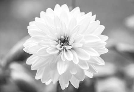 White flowers on the back, blur, natural focus, beautiful