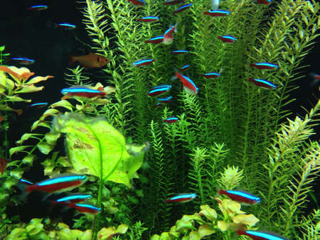 Neon fish