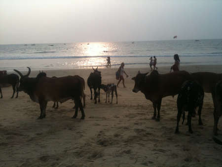 Cows / Indian Ladiesのeditorial素材