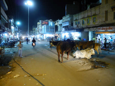 Cows / Indian Ladiesのeditorial素材