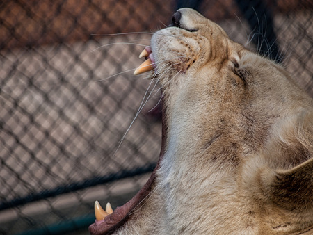 Lioness - wide opened mouthの写真素材