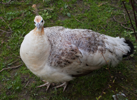 White peahen - top view shotの写真素材