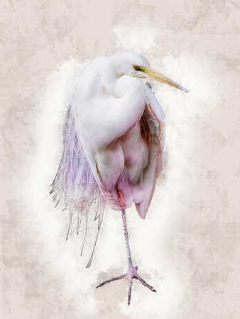 Snowy Egret - water color illustration - old paper backgroundの写真素材