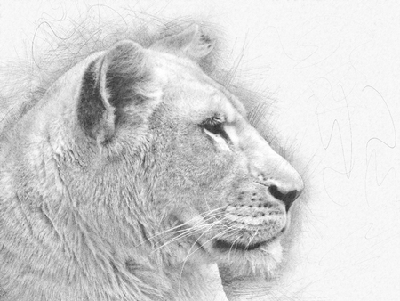 White lioness pencil sketch - profile shotの写真素材