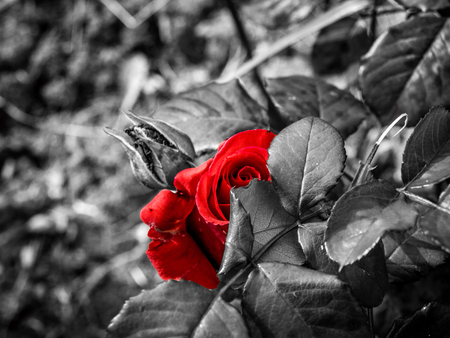 Red rose behind its leavesの写真素材