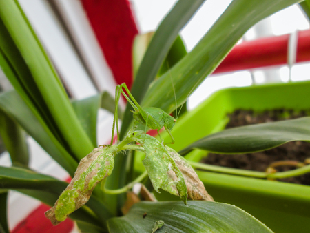 Small green grasshopper standing on leaves of a house plantの写真素材