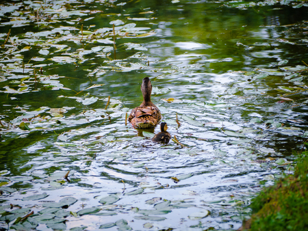 Mother duck and her duckling swimming awayの写真素材